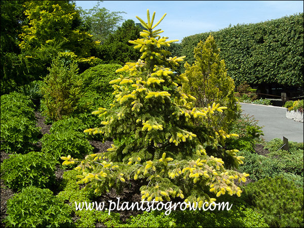 The new growth was a bright yellow at the end of May.